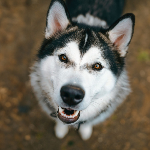 Conseils mensuels sur l'alimentation