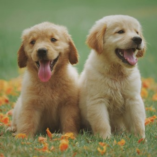 Opvoeding en socialisatie van jouw puppy