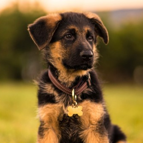 Puppyvoeding van EURO PREMIUM