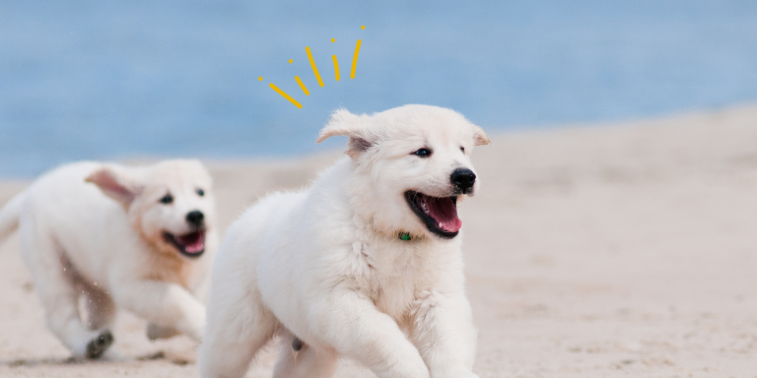 Puppy in huis? Dit moet je weten