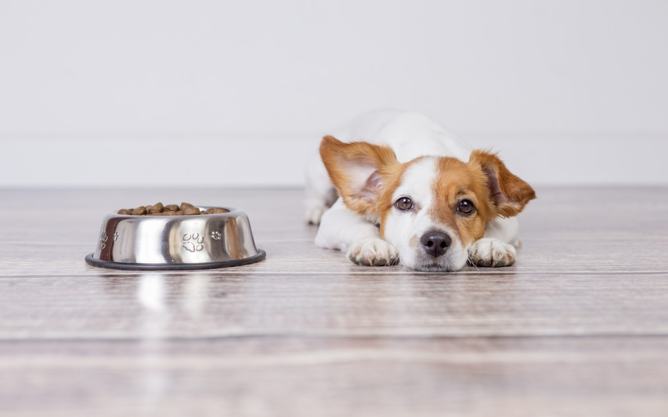 Votre chien a l’estomac sensible ou une allergie ? 
