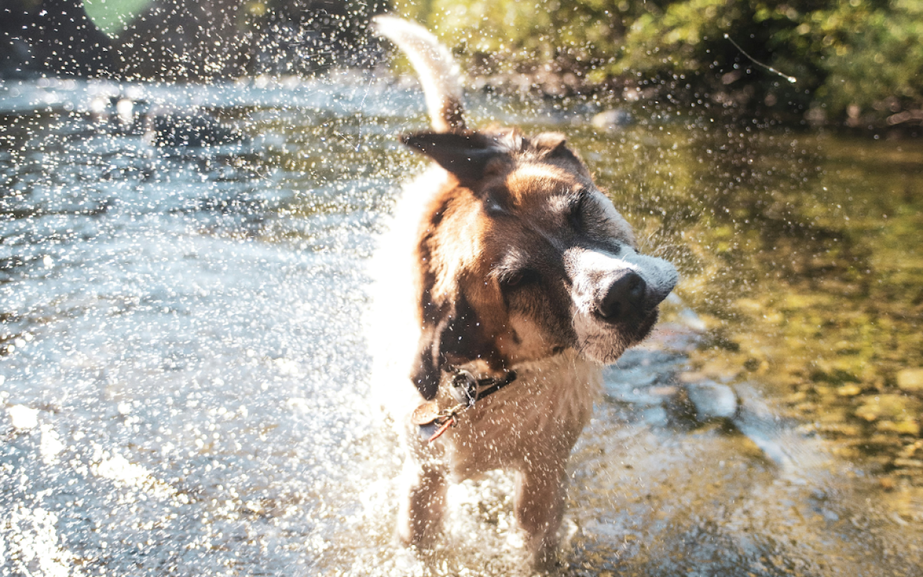 Uitjes met hond | EURO PREMIUM