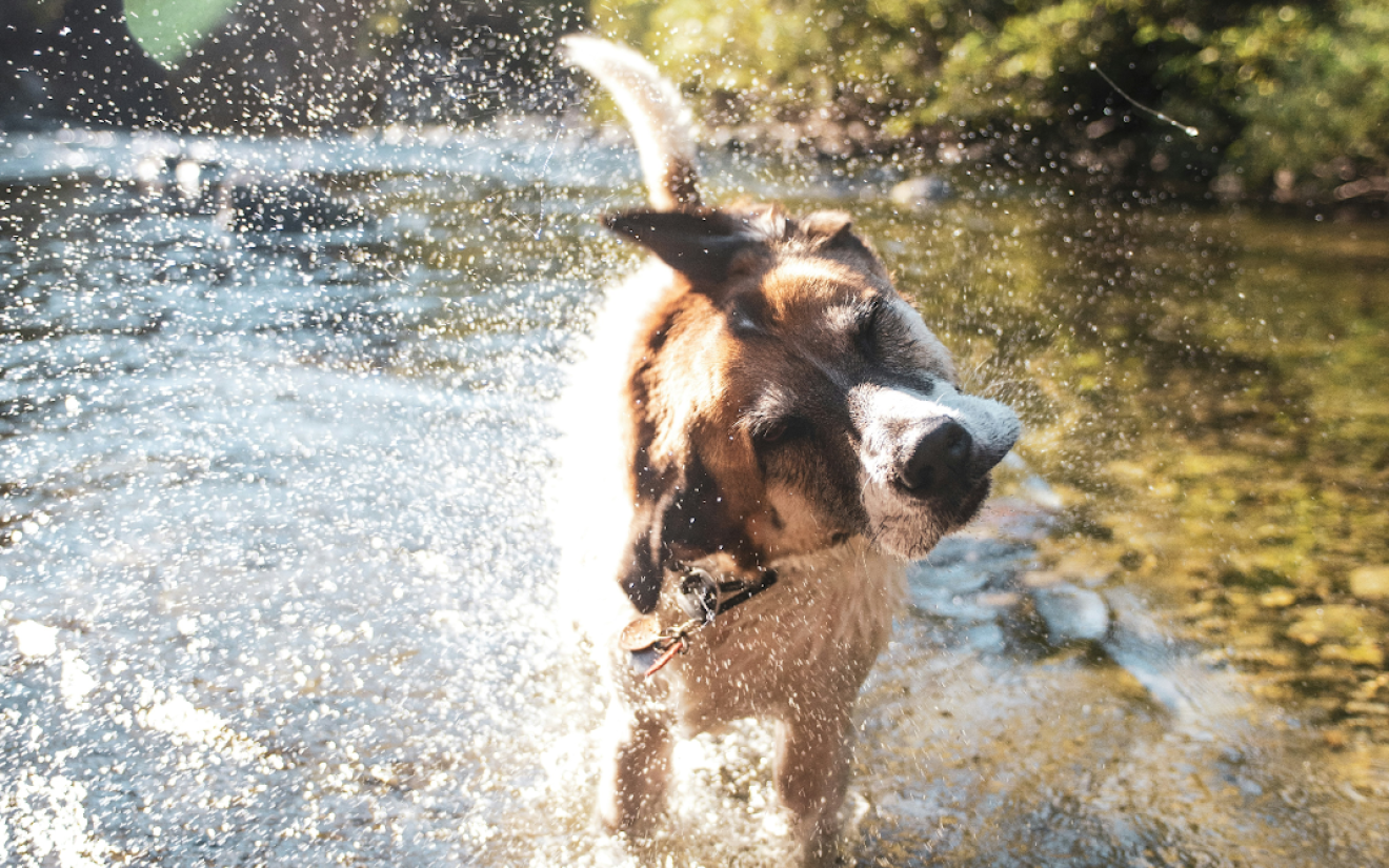 Uitjes met hond | EURO PREMIUM