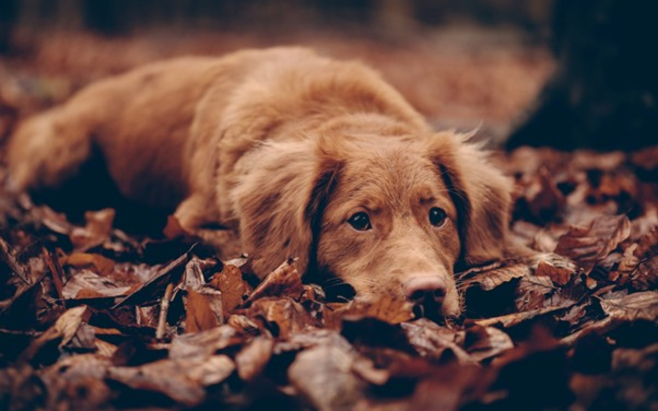 Gesteriliseerde hond helpen