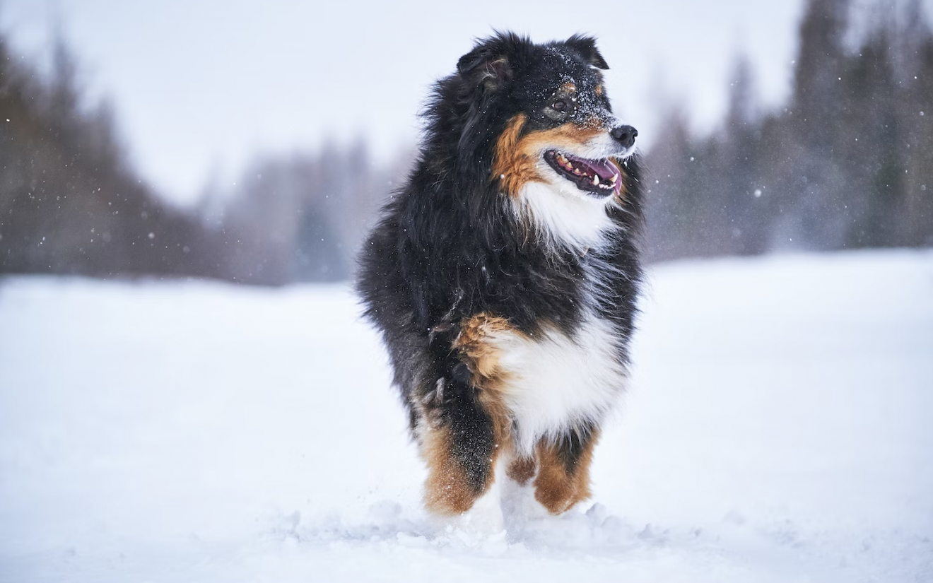 Hond in de sneeuw | EURO PREMIUM