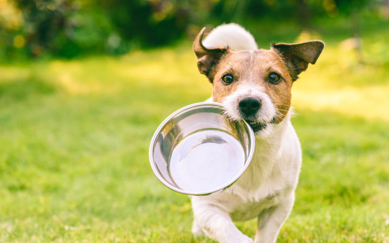 Pourquoi donner de la nourriture humide à votre chien ?