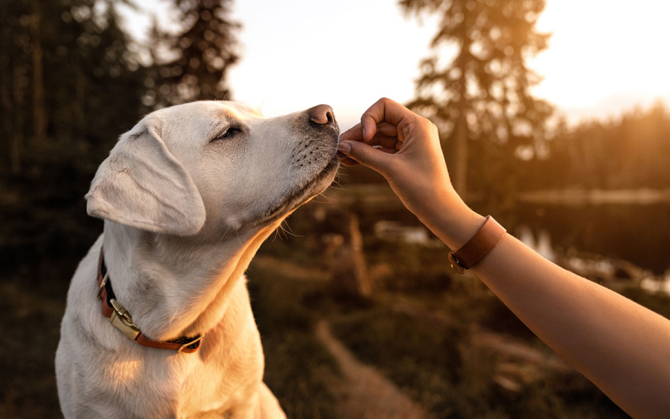 hond mobiel houden met de juiste voeding