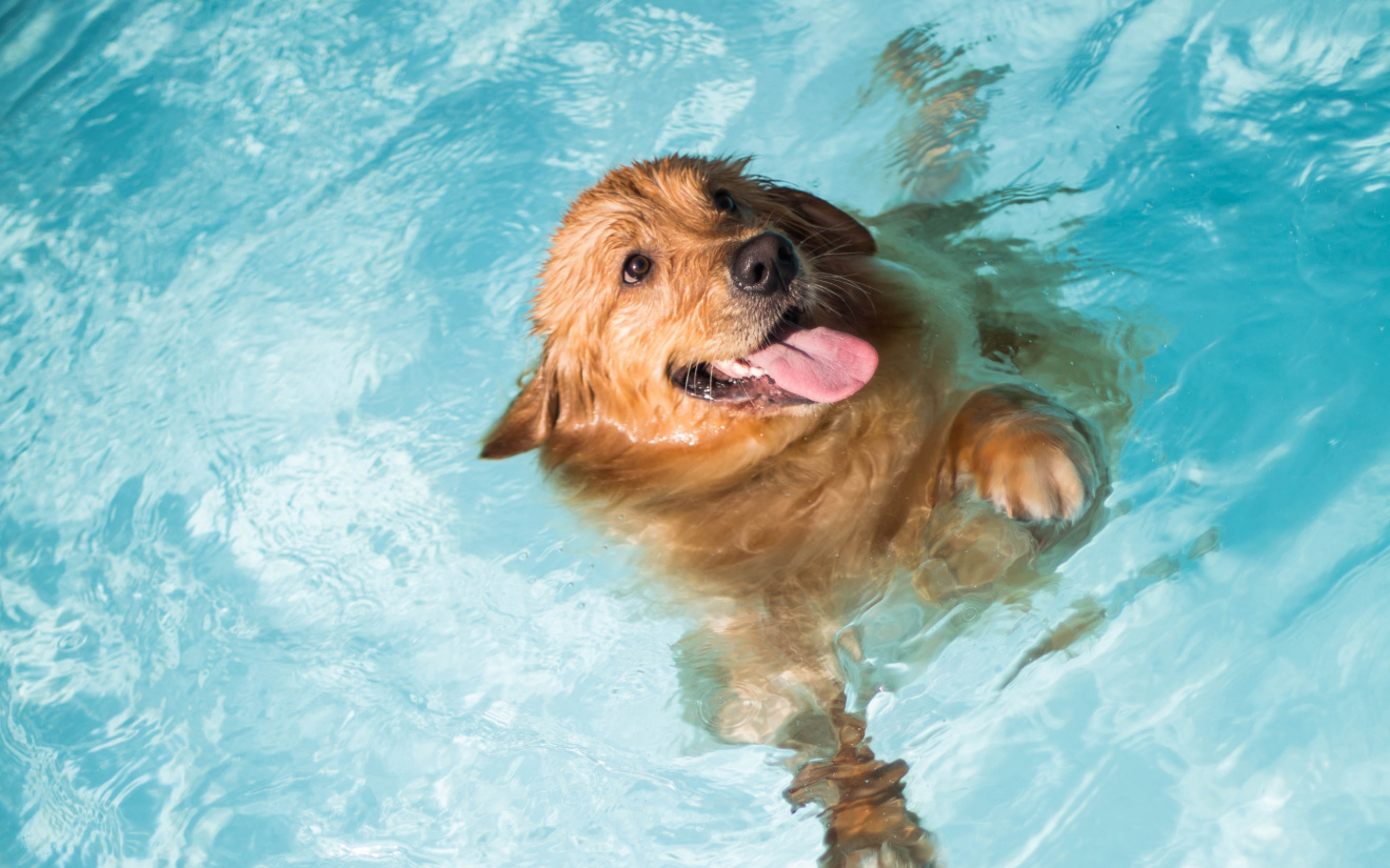 Zwemmen met hond | EURO PREMIUM