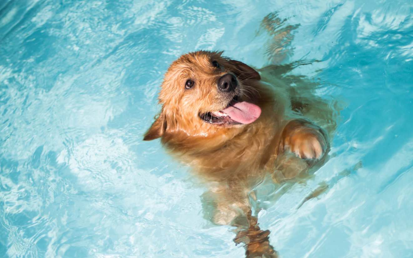 Zwemtips honden | EURO PREMIUM