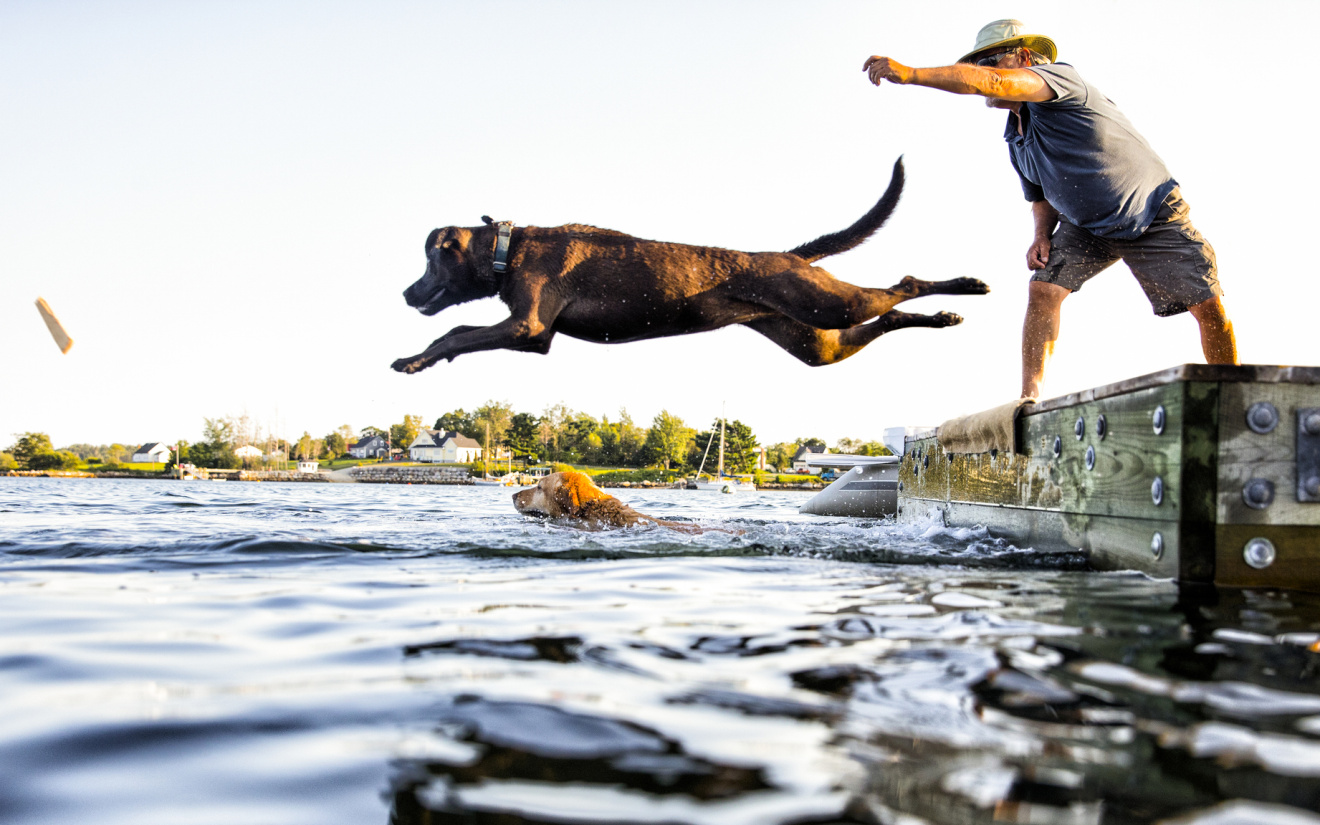 Dock diving met je hond | hondensport | Euro Premium