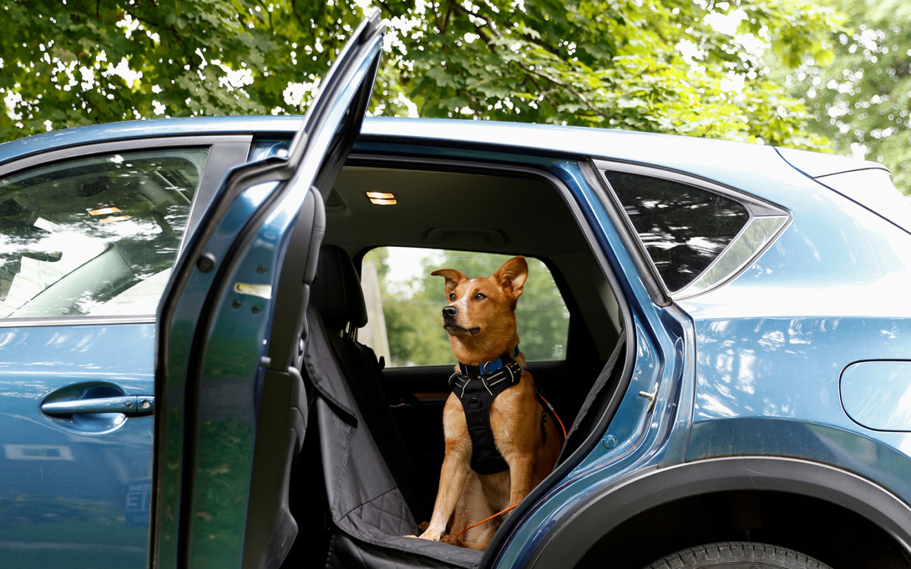 Mag je hond los in de auto zitten?