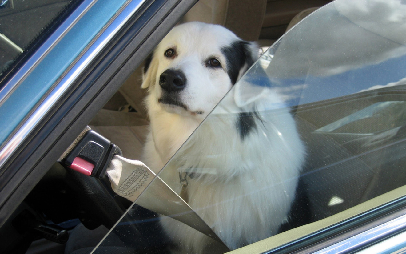 Votre chien peut-il voyager librement en voiture 