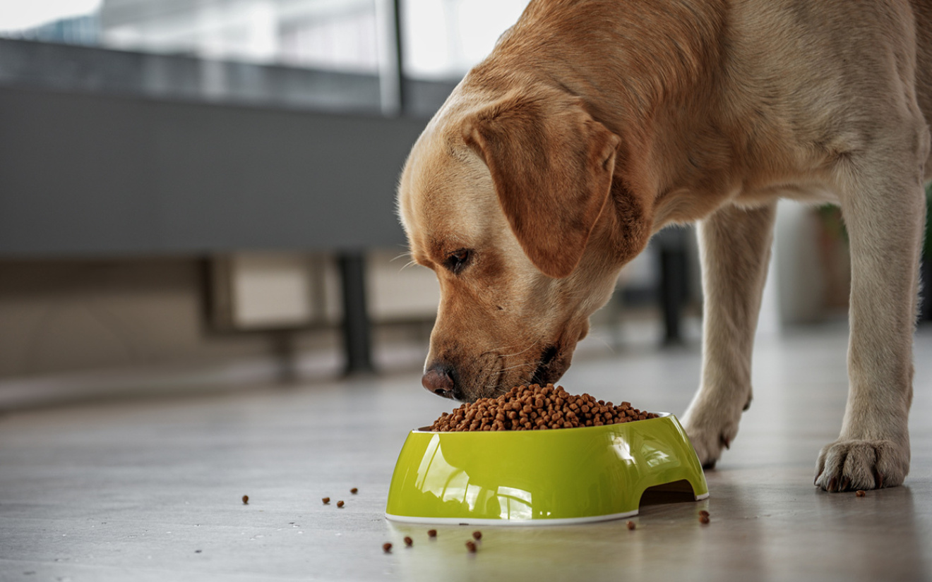 Hond valt moeilijk af, wat kan ik doen?