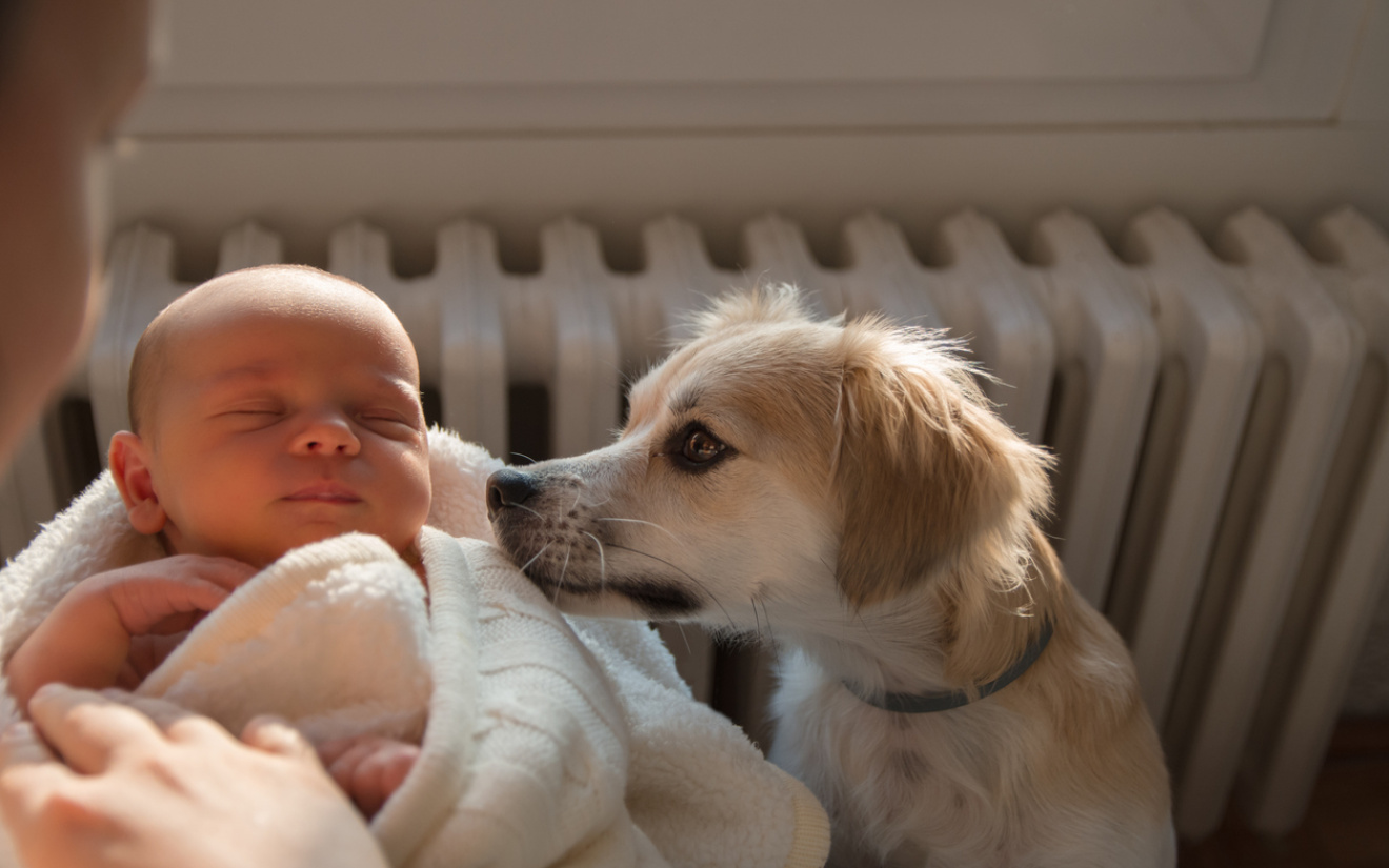 Un bébé en route ? Comment bien préparer votre chien