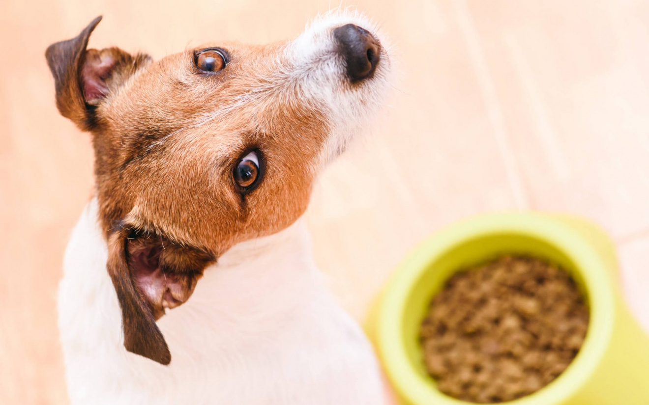 nourriture pour chien | EURO PREMIUM