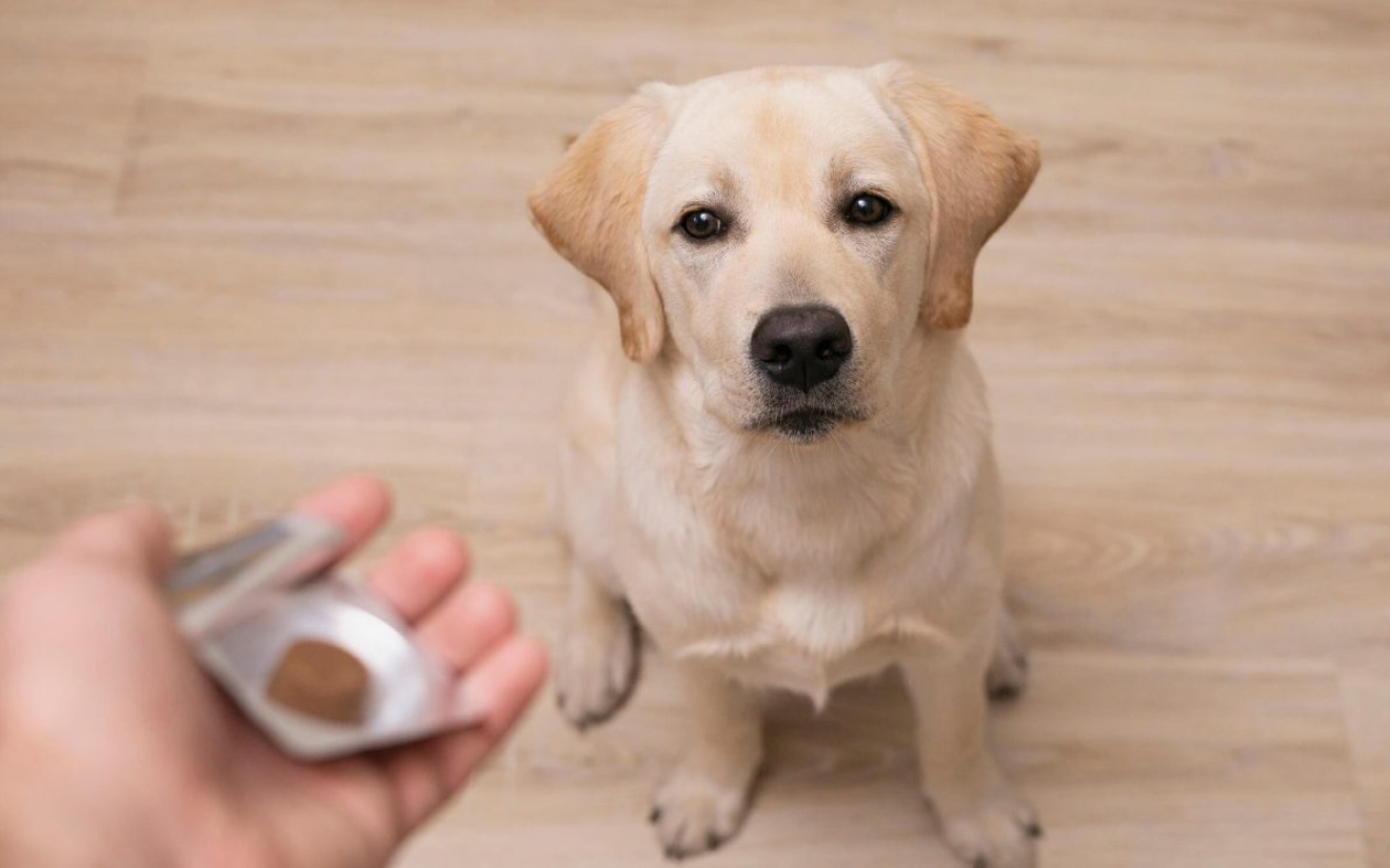 Ontwormen hond: dit moet je weten