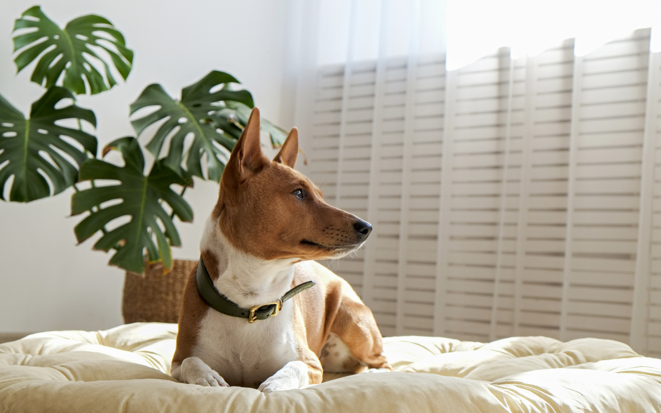 Faire stériliser ou castrer son chien 