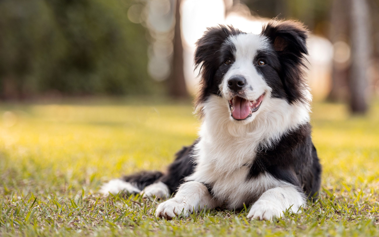 Oudere hond rustend in zonlicht, met glanzende vacht