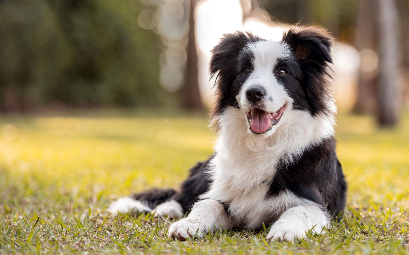 Une alimentation sénior | EURO PREMIUM