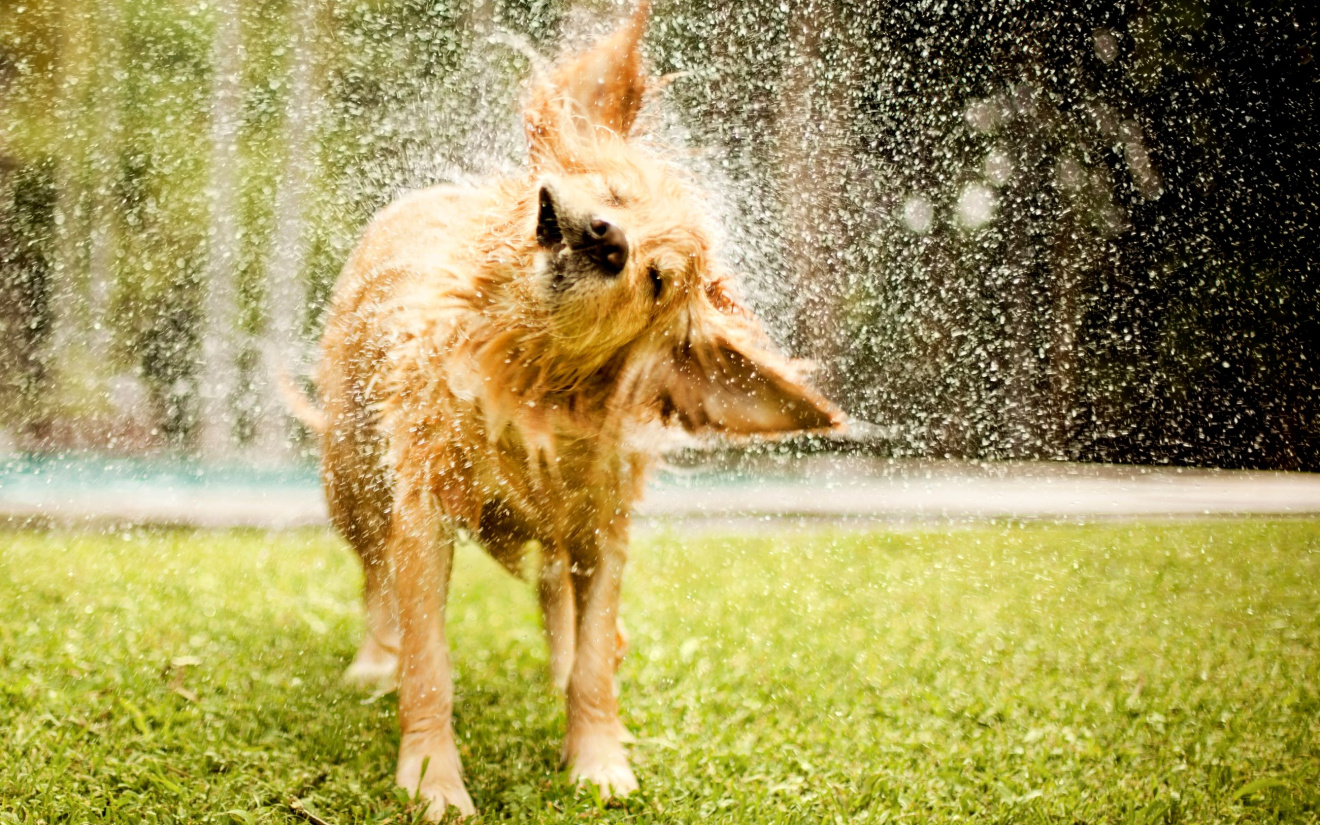 Rafraîchir votre chien quand il fait chaud ? Voici comment faire