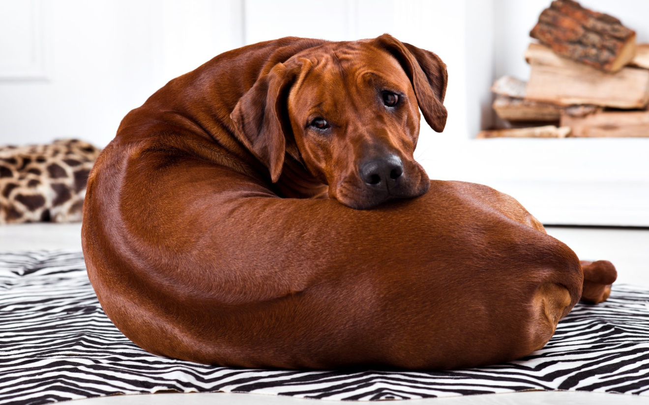 Douleurs lombaires chez les grands chiens
