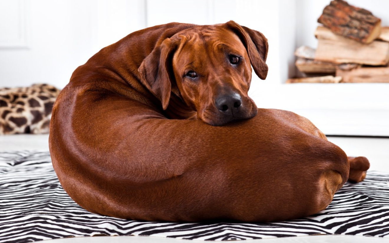 Lage rugklachten bij grote honden