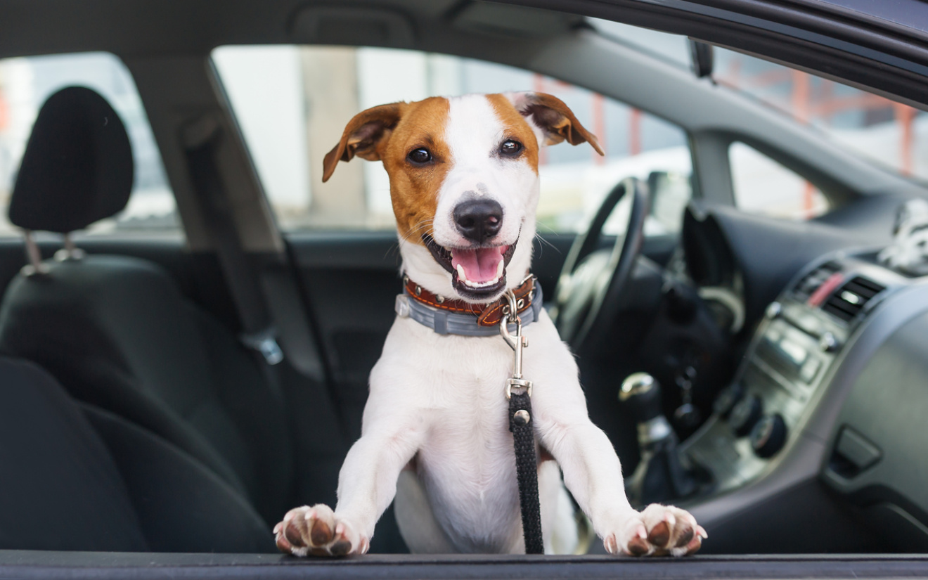 Reizen met je hond: tips voor auto, trein, vliegtuig en boot
