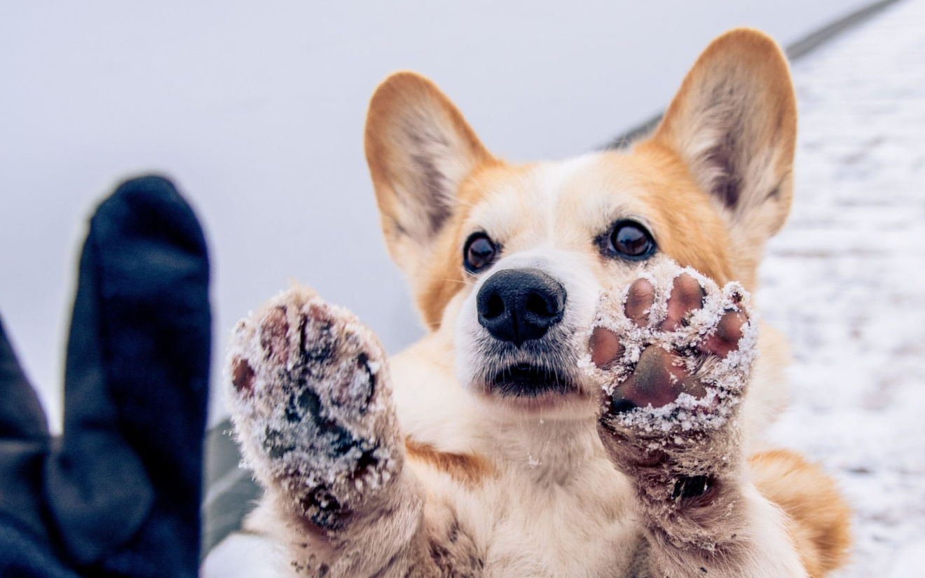 Hond verzorgen in de winter | EURO PREMIUM