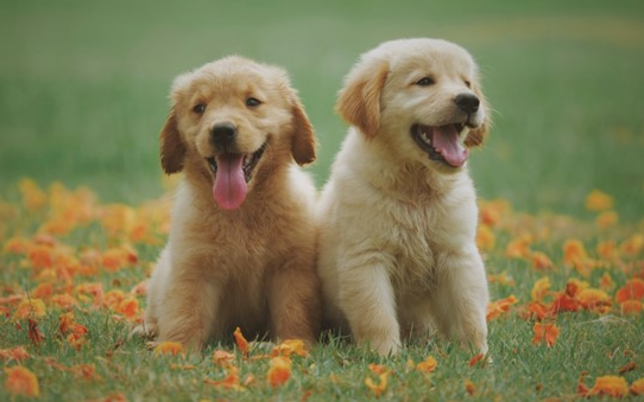 nieuwe pup in huis | EURO PREMIUM