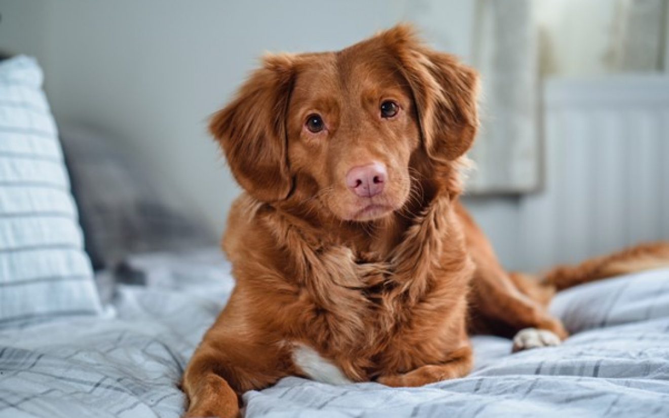 Hond genezen na operatie | EURO PREMIUM