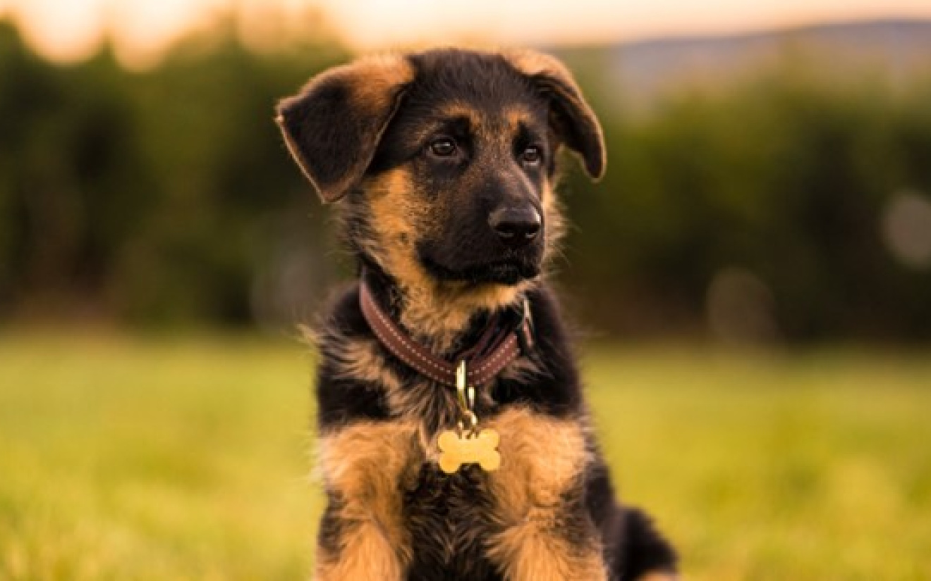 Élever un chiot ? Découvrez tout ce qu’il y a à savoir ce sujet