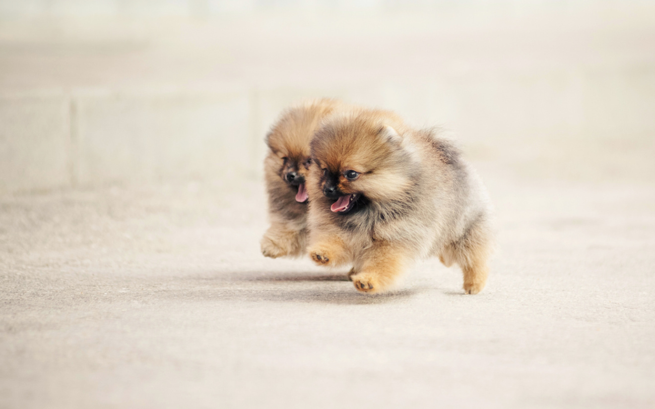 karakter-vacht-verzorging-pomeriaan