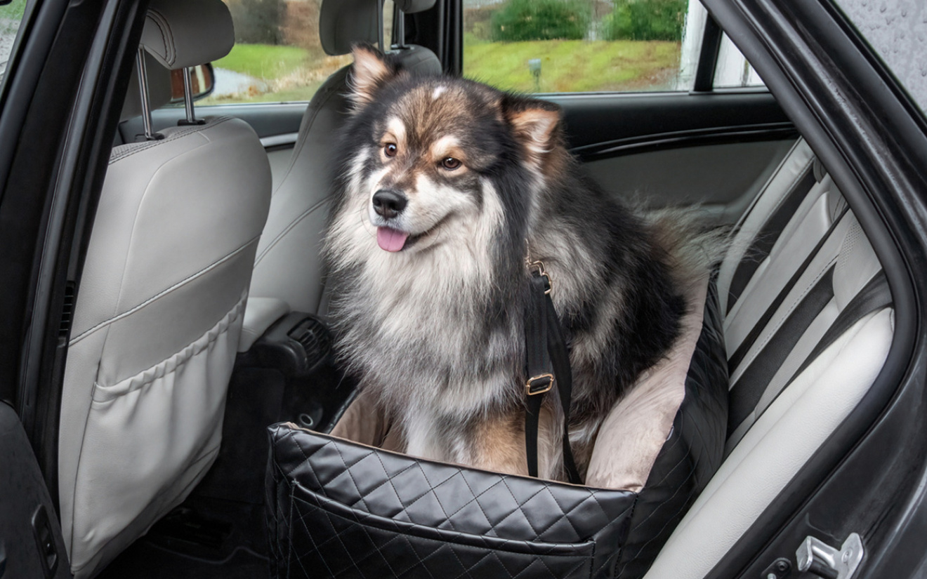 Goed voorbereid op vakantie met je hond
