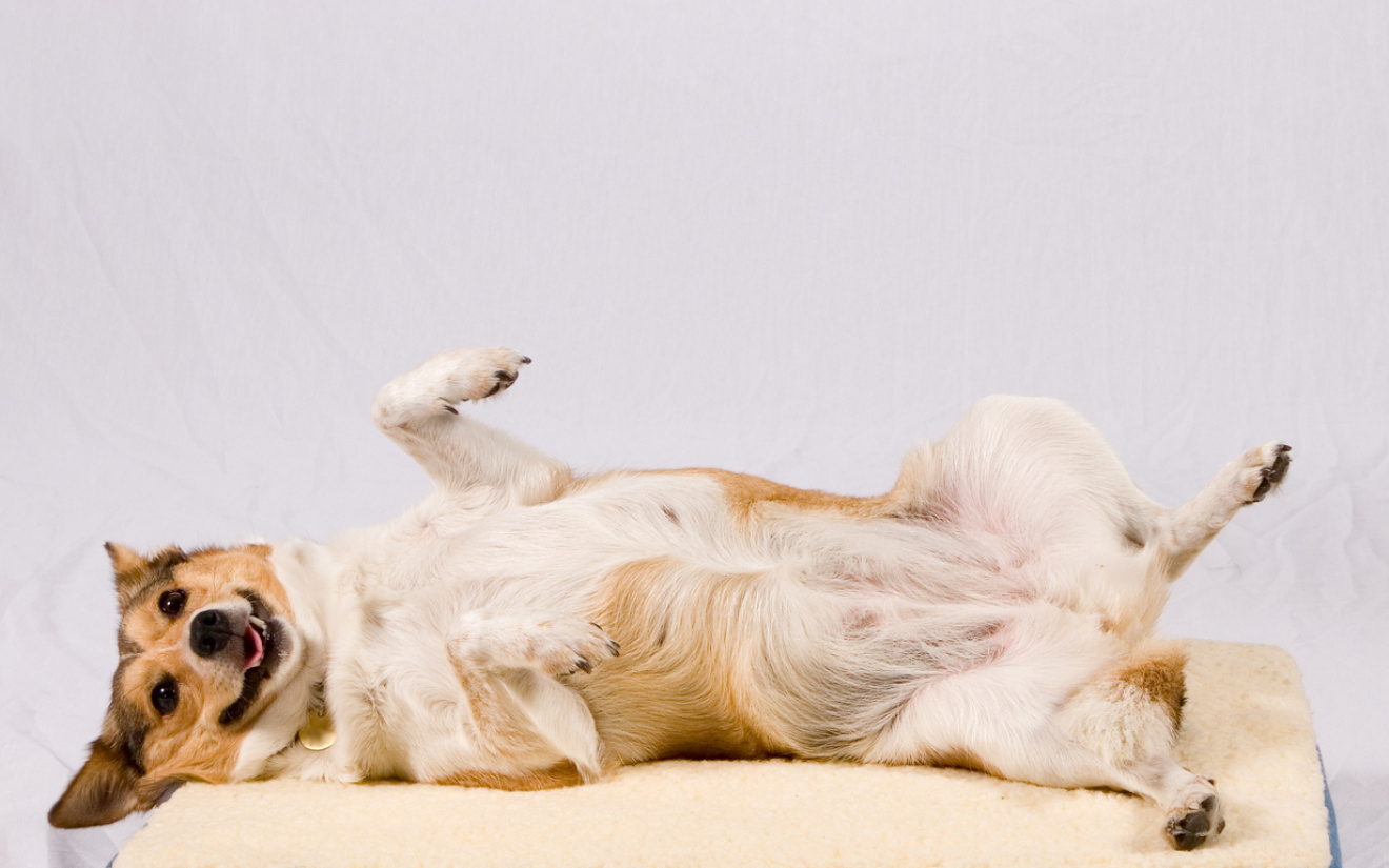 Gesteriliseerde hond helpen