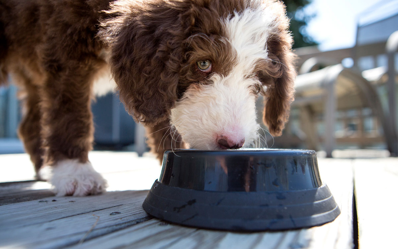 Nat en droogvoer combineren voor je hond? Zo doe je dat