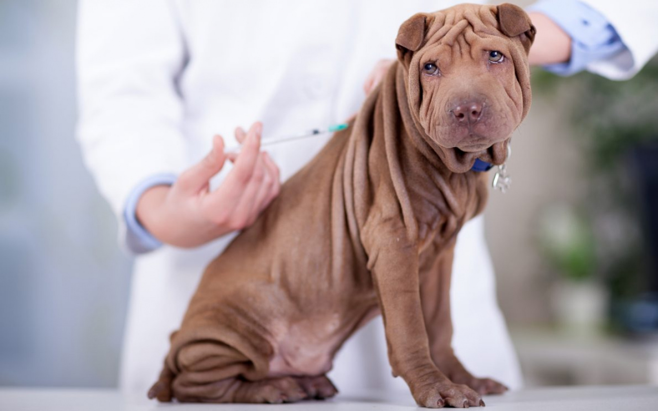 inentingen hond | EURO PREMIUM