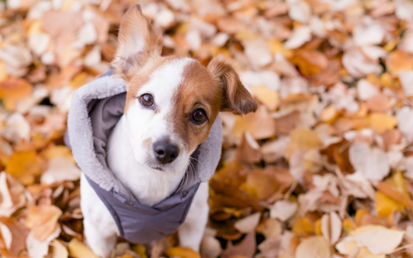 hond heeft het koud | EURO PREMIUM