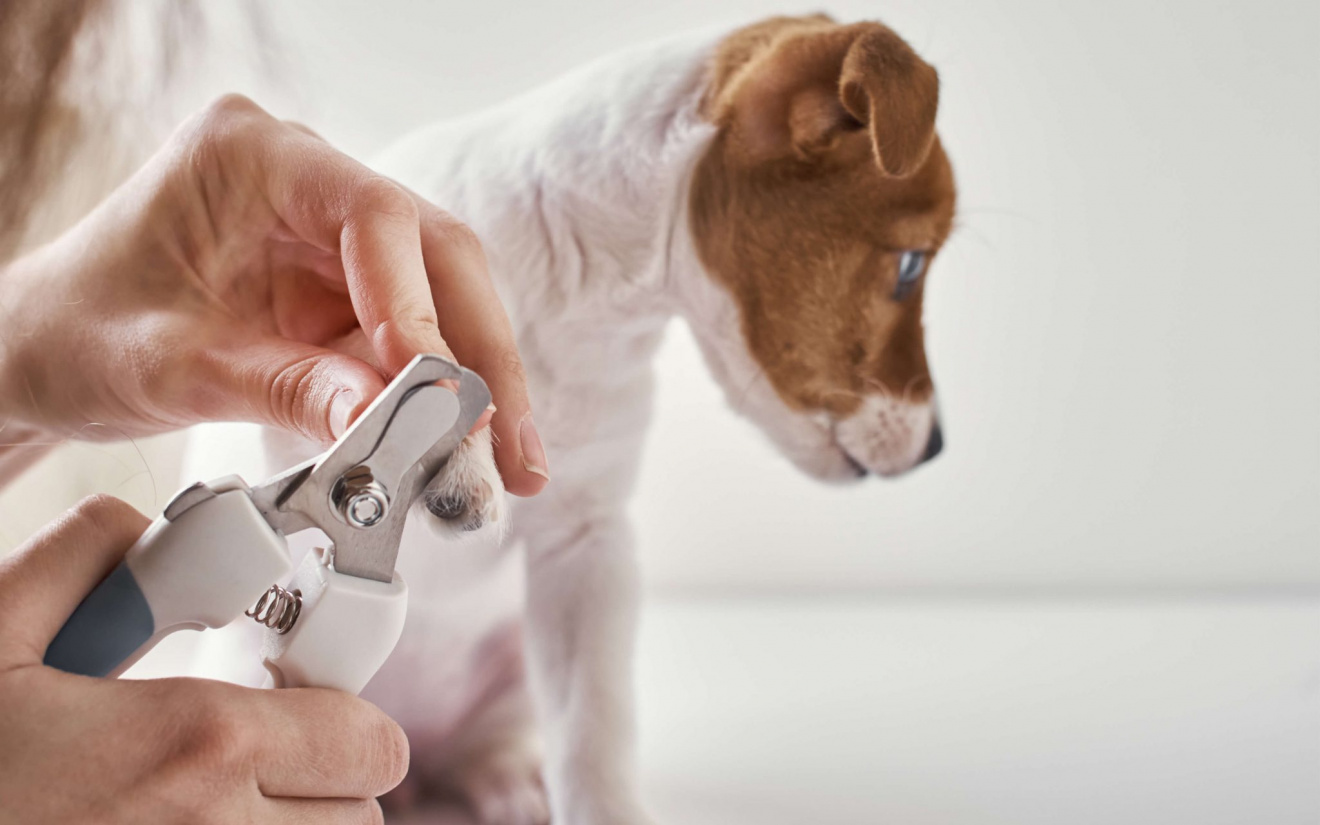 Couper les griffes de son chien | EURO PREMIUM