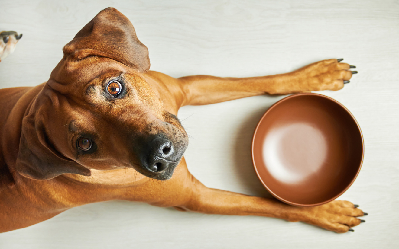 Voeding voor grote honden met EURO PREMIUM