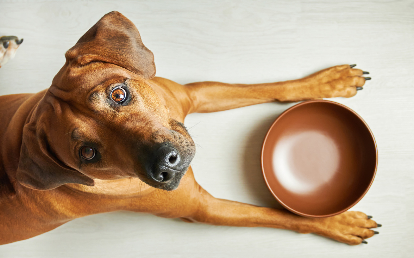 Alimentation pour grands chiens