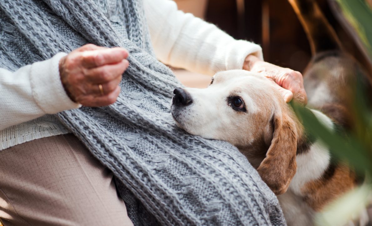 dementie bij honden | EURO PREMIUM