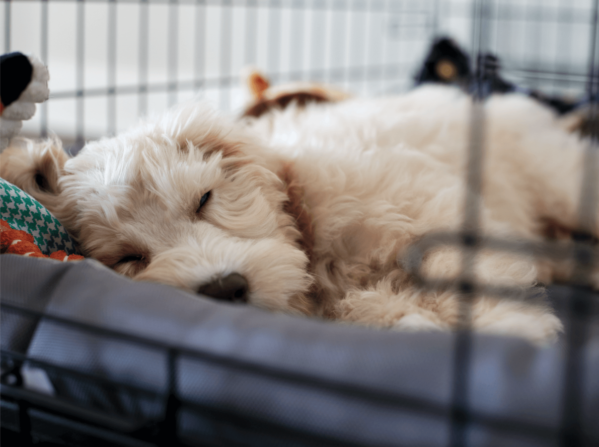 hondenbench kopen | EURO PREMIUM