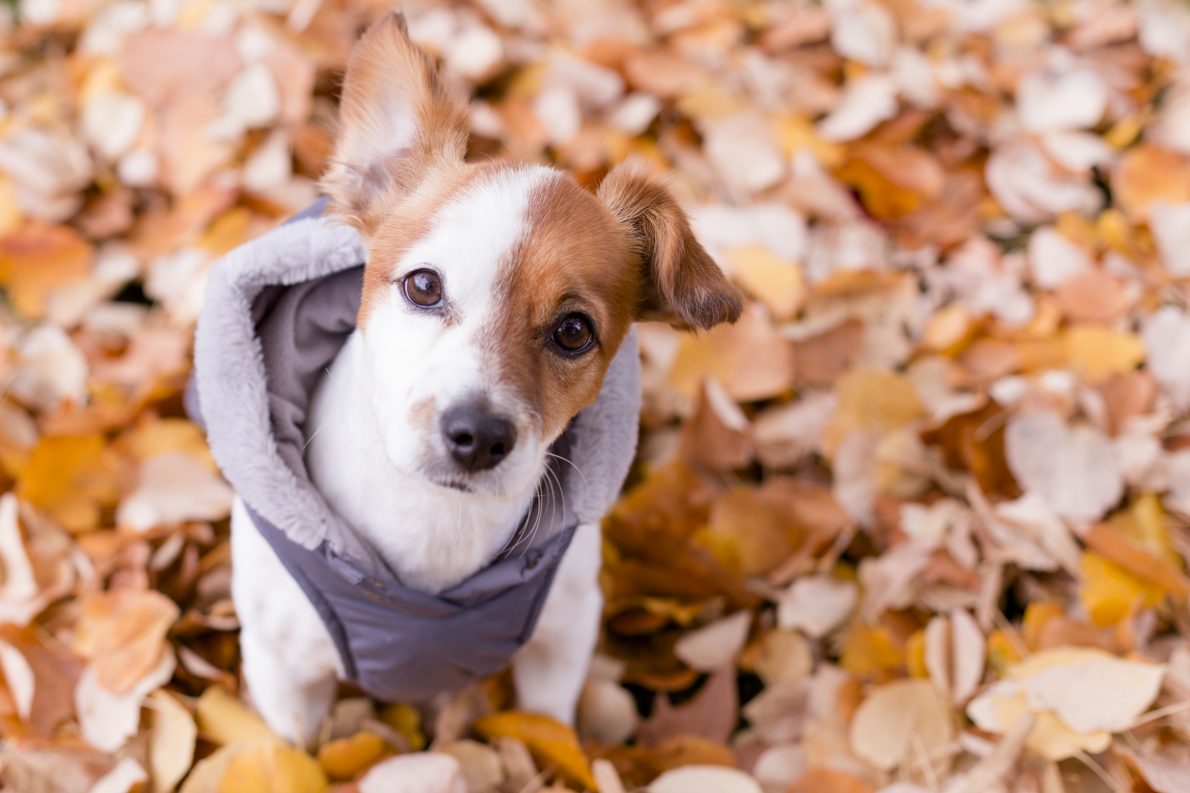 Riet schrobben bon Help, mijn hond heeft het koud. Wat moet ik doen? | EURO PREMIUM