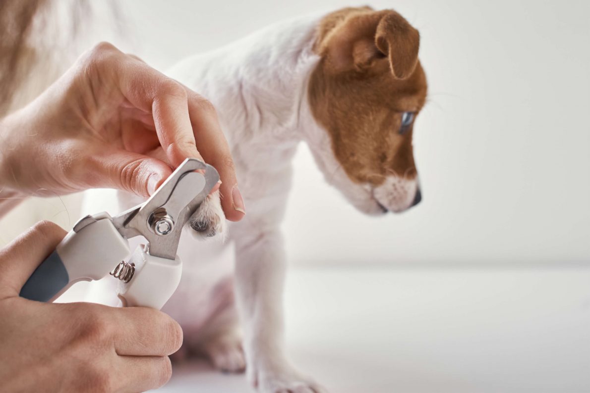 nagels knippen hond | EURO PREMIUM