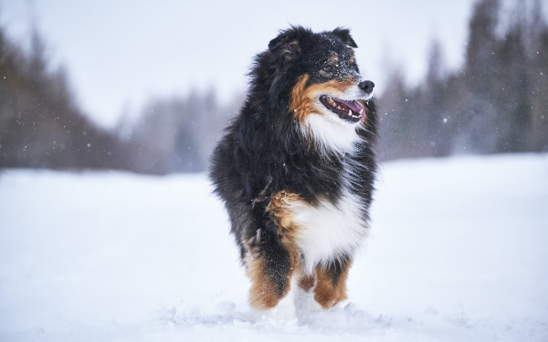 Hond in de sneeuw | EURO PREMIUM