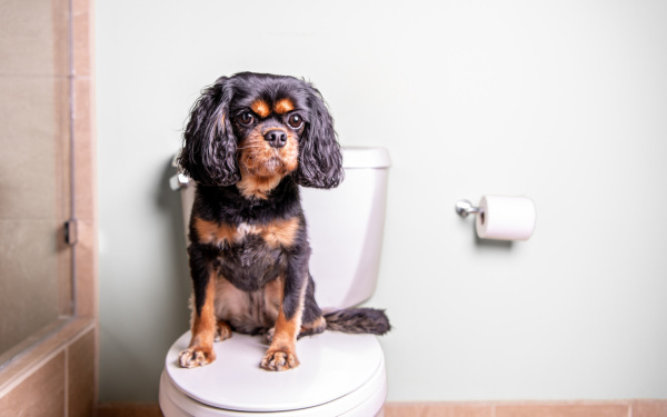 Hond heeft last van diarree | Europremium dogblog