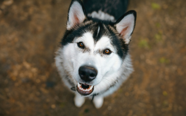 Huidschilfers bij honden | EURO PREMIUM