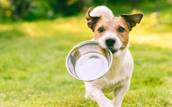 La meilleure alimentation pour chien | EURO PREMIUM