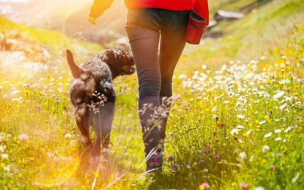  promener votre chien | EURO PREMIUM