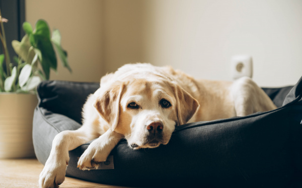 Pijn hond symptomen | EURO PREMIUM